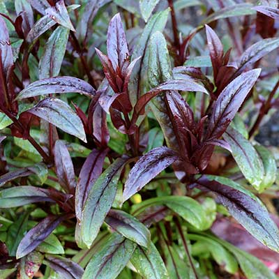 Penstemon DAKOTA™ 'Burgundy'