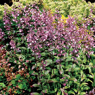 Penstemon DAKOTA™ 'Verde'