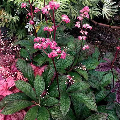 Rodgersia 'Bronze Peacock'