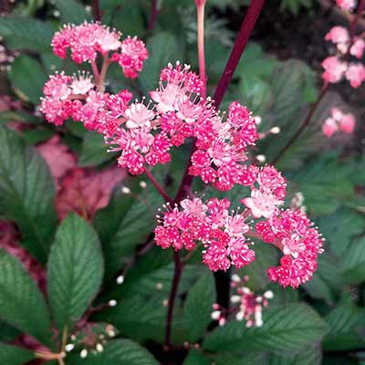 Rodgersia 'Bronze Peacock'