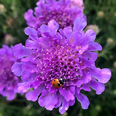 Scabiosa 'Vivid Violet'