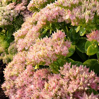 Sedum 'Crystal Pink'