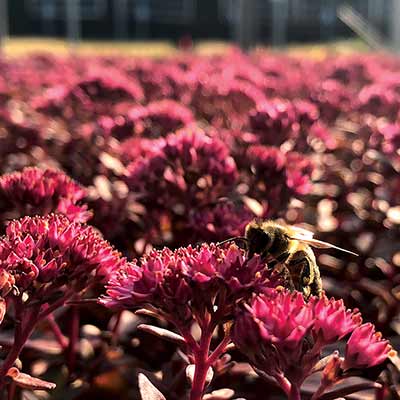 Sedum 'Dark Magic'