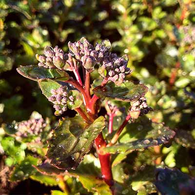 Sedum 'Double Martini'