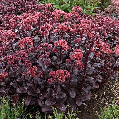 Sedum 'Touchdown Teak'