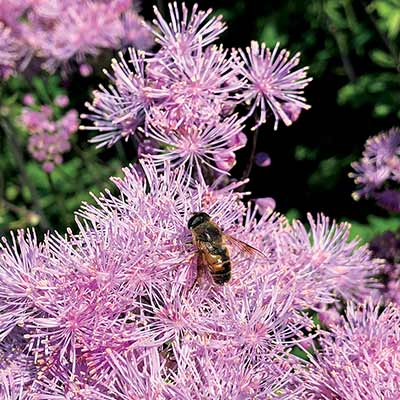 Thalictrum NIMBUS™ 'Pink'