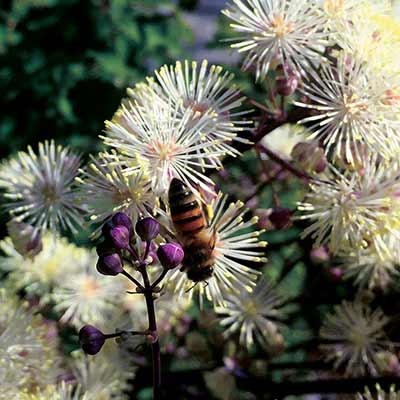 Thalictrum NIMBUS™ 'White'