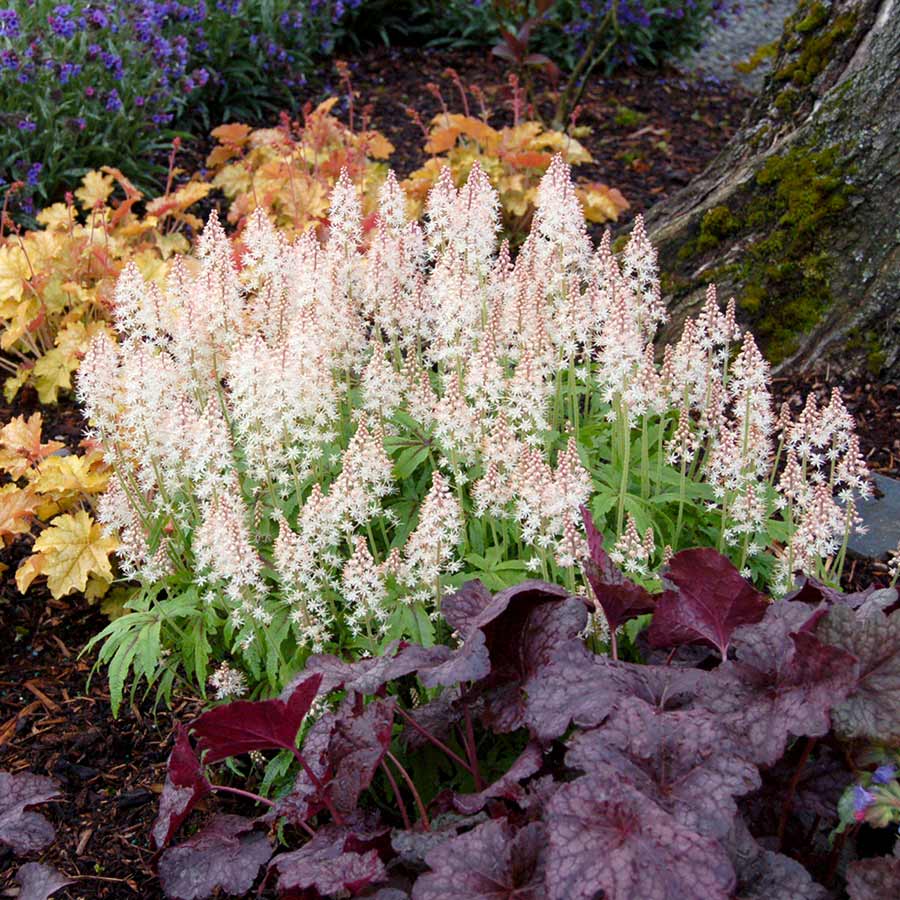 Tiarella 'Iron Butterfly'