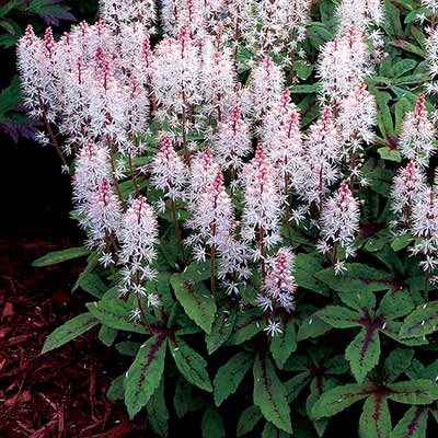 Tiarella 'Spring Symphony'