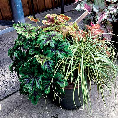 Tiarella SYLVAN™ 'Lace'