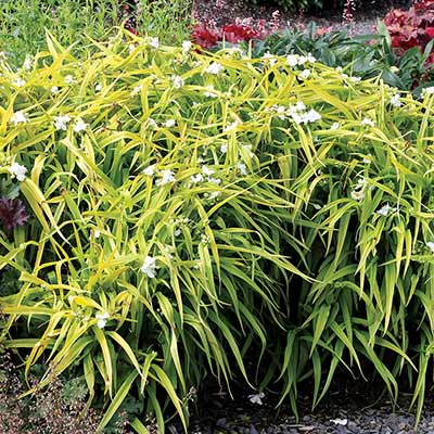 Tradescantia 'Angelic Charm'