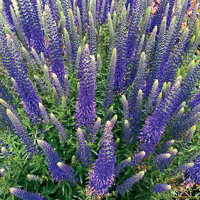 Veronica VENTURE™ 'Blue'