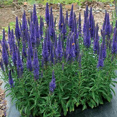 Veronica VESPERS™ 'Blue'