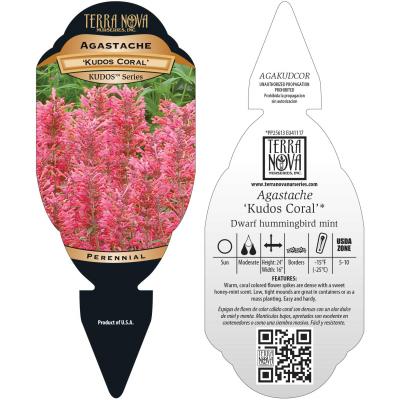 Agastache 'Kudos Coral' - Tag