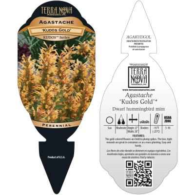 Agastache 'Kudos Gold' - Tag