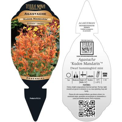 Agastache 'Kudos Mandarin' - Tag