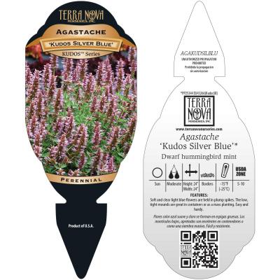 Agastache 'Kudos Silver Blue' - Tag