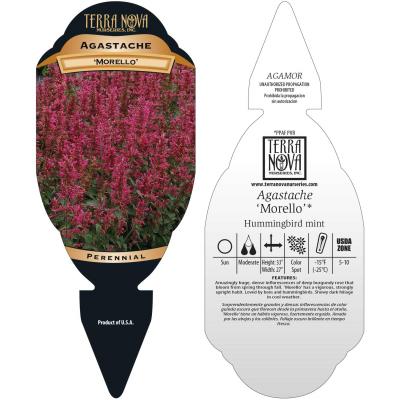 Agastache 'Morello' - Tag