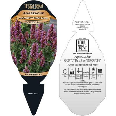 Agastache POQUITO® 'Dark Blue' - Tag