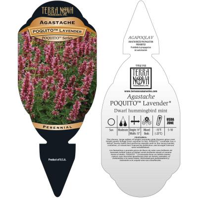 Agastache POQUITO® 'Lavender' - Tag