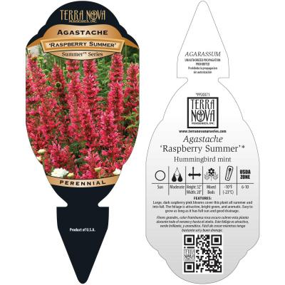 Agastache 'Raspberry Summer' - Tag