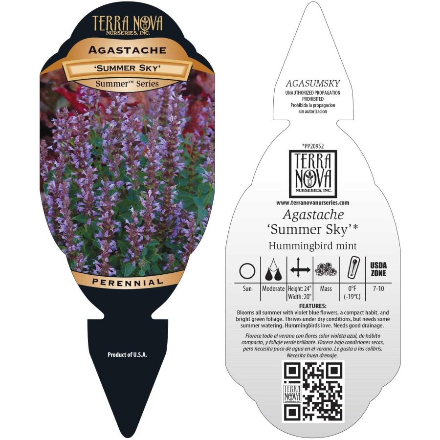 Agastache 'Summer Sky'  TERRA NOVA® Nurseries, Inc.