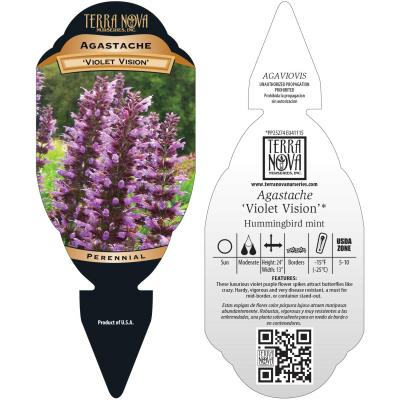 Agastache 'Violet Vision' - Tag