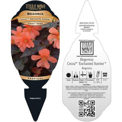 Begonia COCOA™ 'Enchanted Sunrise' - Tag