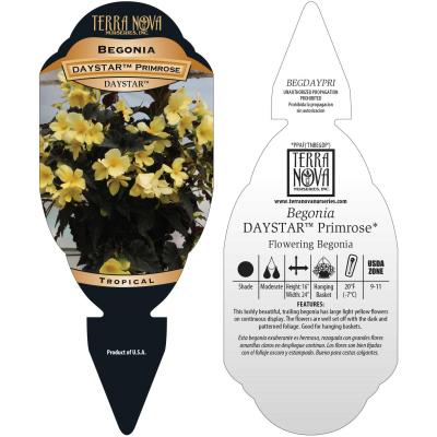 Begonia DAYSTAR™ 'Primrose' - Tag