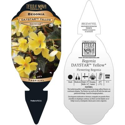 Begonia DAYSTAR™ Yellow - Tag