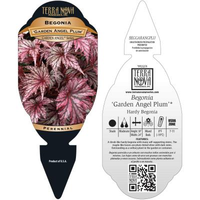 Begonia 'Garden Angel Plum' - Tag