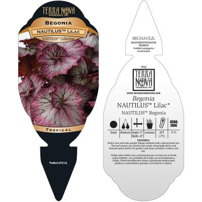 Begonia NAUTILUS™ 'Lilac' - Tag