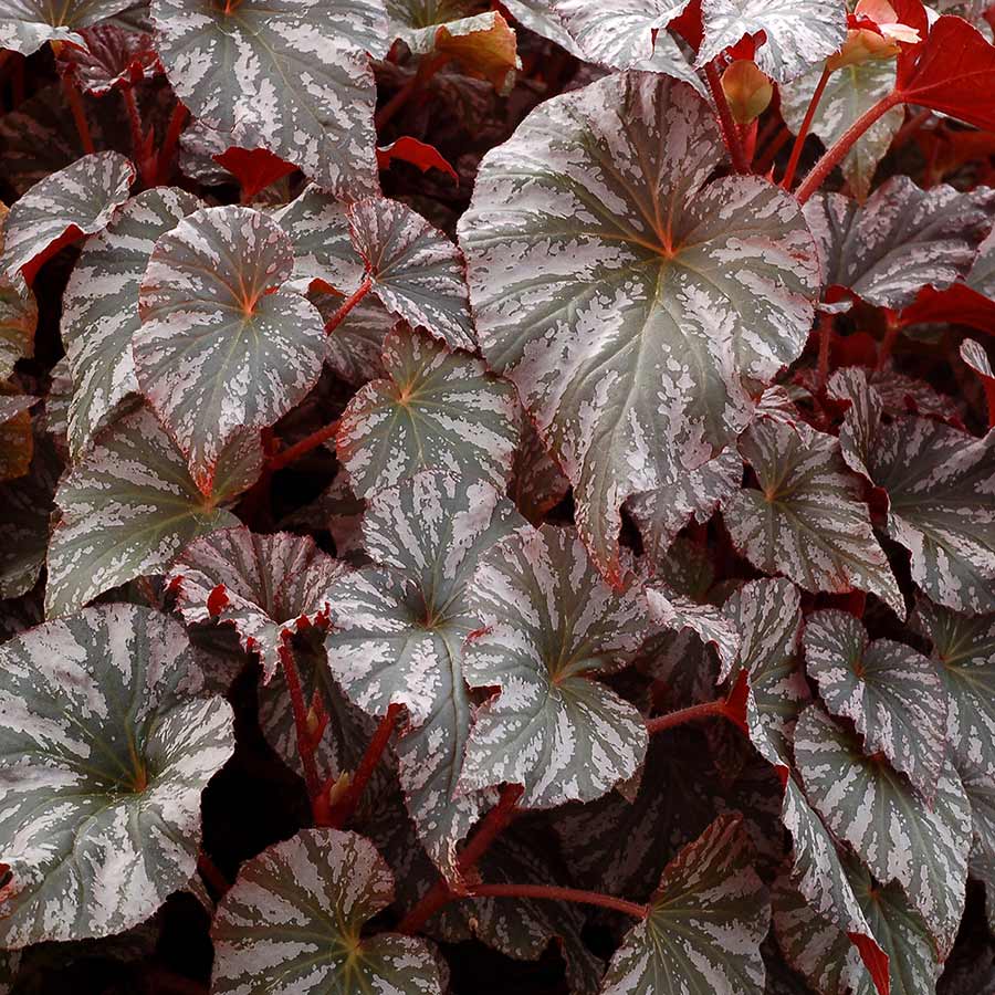 Begonia REVELATION® 'Lustre'