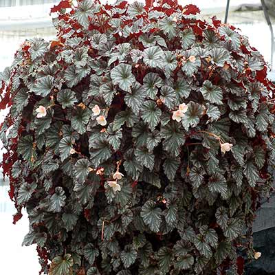 Begonia REVELATION® 'Lustre'