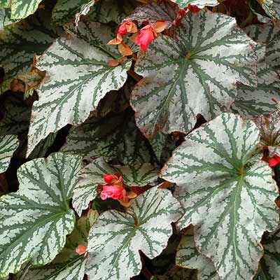 Begonia REVELATION® 'Mint'