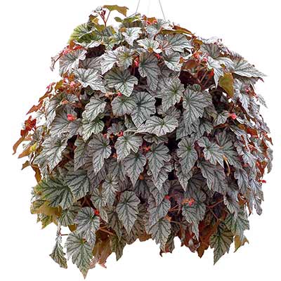 Begonia REVELATION® 'Mint'