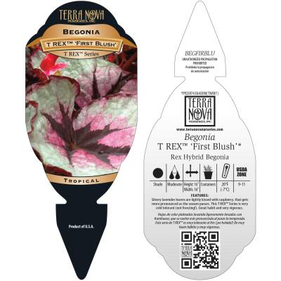 Begonia T-REX® 'First Blush' - Tag