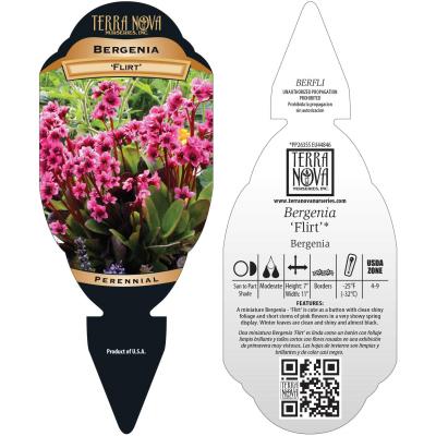 Bergenia 'Flirt' - Tag