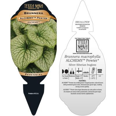 Brunnera ALCHEMY™ 'Pewter' - Tag