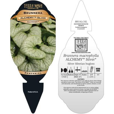 Brunnera ALCHEMY™ 'Silver' - Tag