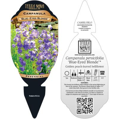 Campanula 'Blue-Eyed Blonde' - Tag