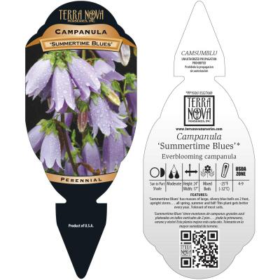 Campanula 'Summertime Blues' - Tag