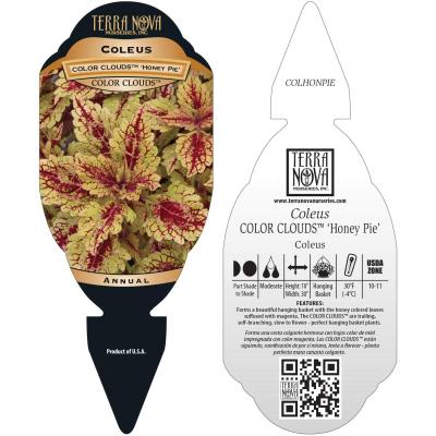 Coleus COLOR CLOUDS™ 'Honey Pie' - Tag