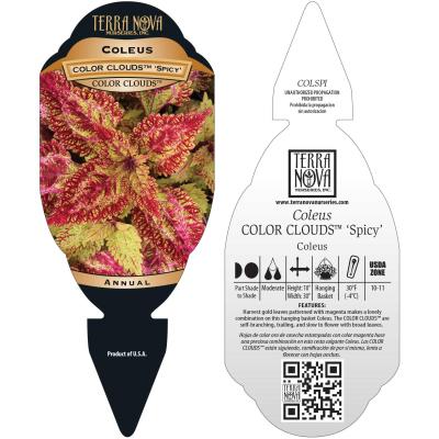 Coleus COLOR CLOUDS™ 'Spicy' - Tag