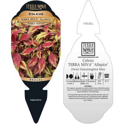 Coleus TERRA NOVA® 'Allspice' - Tag