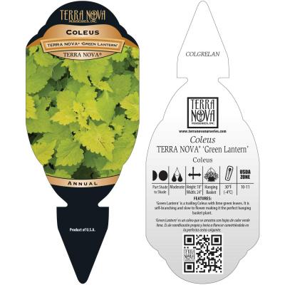 Coleus TERRA NOVA® 'Green Lantern' - Tag