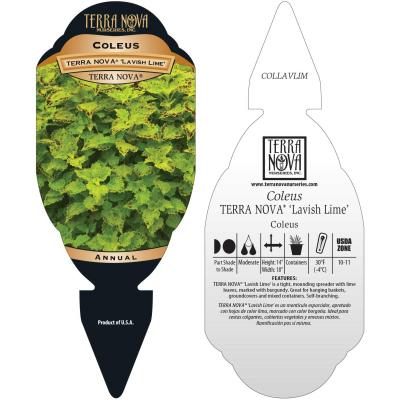 Coleus TERRA NOVA® 'Lavish Lime' - Tag