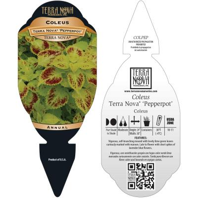 Coleus TERRA NOVA® 'Pepperpot' - Tag