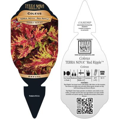 Coleus TERRA NOVA® 'Red Ripple' - Tag