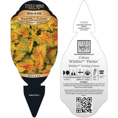 Coleus WILDFIRE™ 'Flicker' - Tag